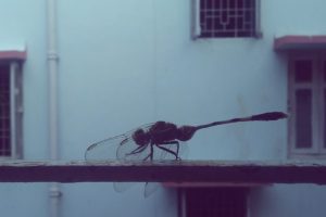 Dragonfly